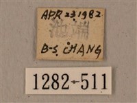 全緣缺角天蛾藏品圖，第3張