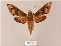 雙斑白肩天蛾藏品圖，第1張