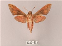 雙斑白肩天蛾藏品圖，第2張