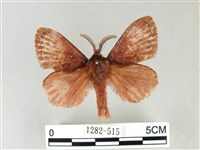 馬尾松枯葉蛾藏品圖，第1張