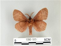 馬尾松枯葉蛾藏品圖，第2張