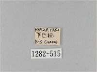 馬尾松枯葉蛾藏品圖，第3張