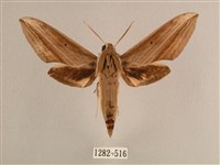 背線天蛾藏品圖，第1張