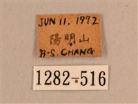 背線天蛾藏品圖，第3張