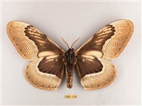 枯球籮紋蛾藏品圖，第2張