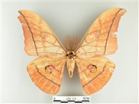 大透目天蠶蛾藏品圖，第1張