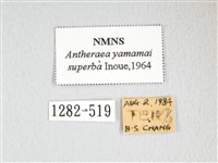 大透目天蠶蛾藏品圖，第3張