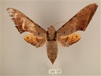 臺灣鷹翅天蛾藏品圖，第1張