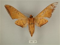 臺灣鷹翅天蛾藏品圖，第2張