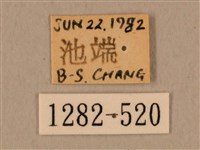 臺灣鷹翅天蛾藏品圖，第3張