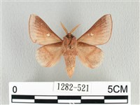 月斑枯葉蛾藏品圖，第2張