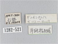 月斑枯葉蛾藏品圖，第3張