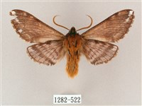 井上氏絨毛天蛾藏品圖，第2張