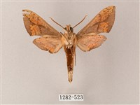 臺灣白肩天蛾藏品圖，第2張