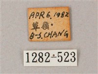 臺灣白肩天蛾藏品圖，第3張