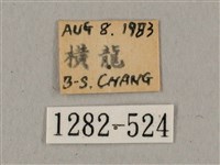 廣東鷹翅天蛾藏品圖，第3張