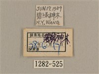 背帶長喙天蛾藏品圖，第3張