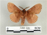 臺灣鋸紋枯葉蛾藏品圖，第2張