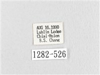 臺灣鋸紋枯葉蛾藏品圖，第3張