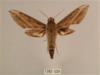 背線天蛾藏品圖，第1張