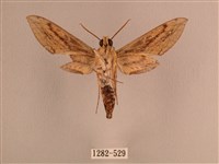 背線天蛾藏品圖，第2張