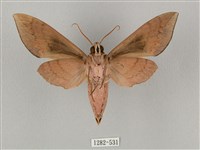 鋸線天蛾藏品圖，第2張