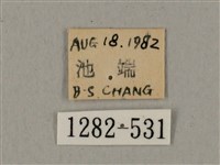 鋸線天蛾藏品圖，第3張