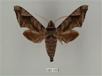 全緣缺角天蛾藏品圖，第1張