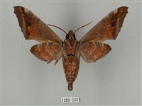 全緣缺角天蛾藏品圖，第2張