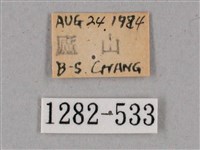 細斜紋霜天蛾藏品圖，第3張