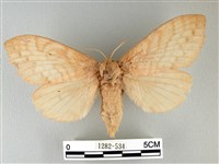 波紋枯葉蛾藏品圖，第1張