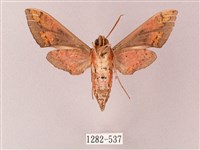 雙斑白肩天蛾藏品圖，第2張