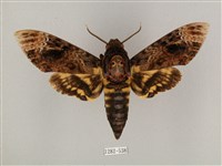 鬼臉天蛾藏品圖，第1張