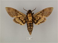 鬼臉天蛾藏品圖，第2張