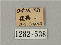 鬼臉天蛾藏品圖，第3張