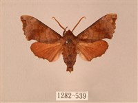 楓天蛾藏品圖，第1張