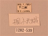 楓天蛾藏品圖，第3張