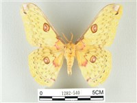 黃豹天蠶蛾藏品圖，第1張