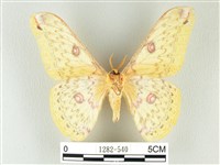 黃豹天蠶蛾藏品圖，第2張