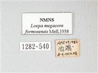 黃豹天蠶蛾藏品圖，第3張