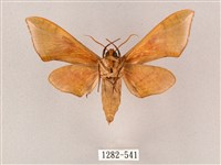 榆綠天蛾藏品圖，第2張