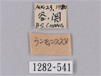 榆綠天蛾藏品圖，第3張