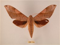 波紋豆天蛾藏品圖，第1張