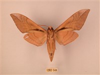 波紋豆天蛾藏品圖，第2張