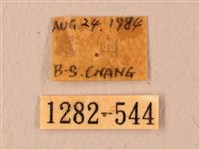 波紋豆天蛾藏品圖，第3張