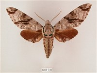 粗斜紋天蛾藏品圖，第1張