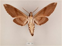 粗斜紋天蛾藏品圖，第2張