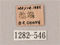 粗斜紋天蛾藏品圖，第3張