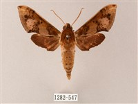 雙斑白肩天蛾藏品圖，第1張