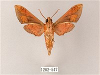 雙斑白肩天蛾藏品圖，第2張